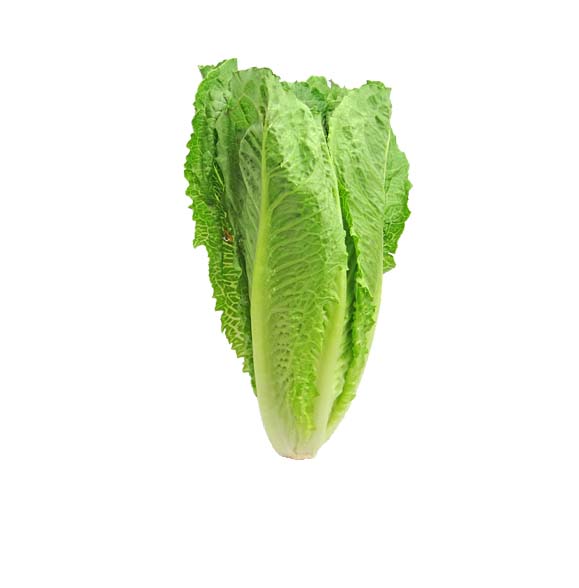 상추 / Romain Lettuce 1kg